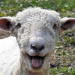 Sheep Gone Astray - Hosea 2